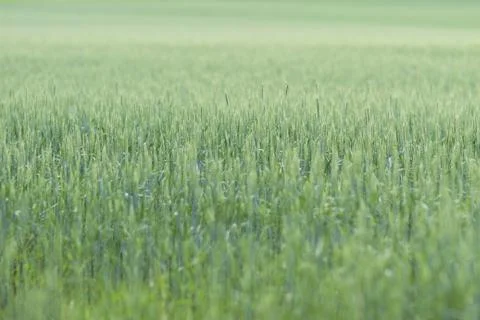 Large wheat field Stock Photos