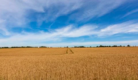 Large wheat field Stock Photos