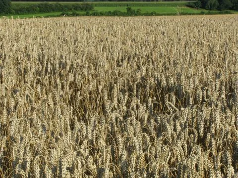 Large wheat field Foto stock