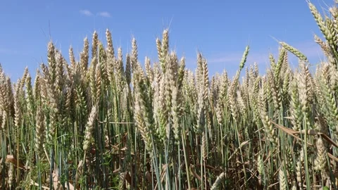 Large wheat field. Sunny summer day. Stock Footage 315247176