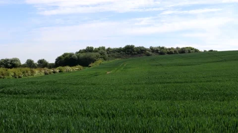 A Large Wheat Field With Trees And Clouds In The Distance 스톡 동영상 155068279