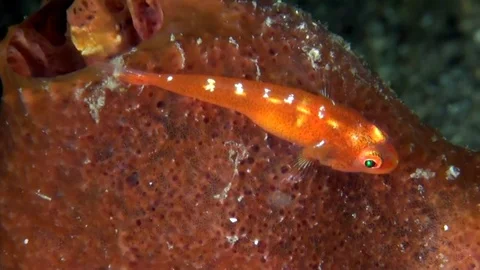Large whip goby (Bryaninops amplus) in Lembeh strait  Indonesia Stock-Footage 80163360