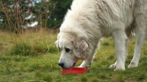 A large white alabay drinks water from a red plate Stock Footage 272512238