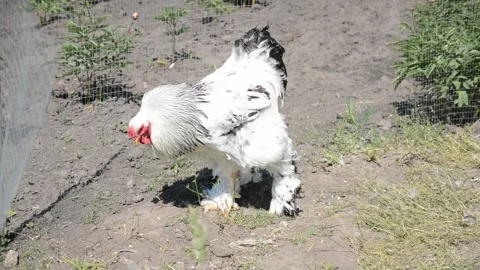 A large white and black rooster walks around an outdoor farm enclosure Vídeo Stock 343297809
