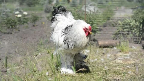 A large white and black rooster walks around an outdoor farm enclosure 스톡 동영상 343297819