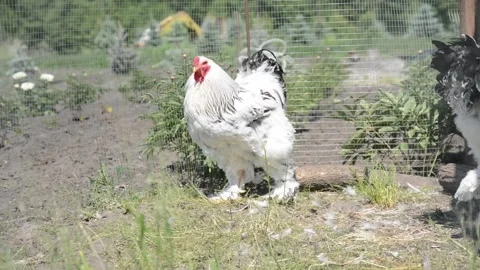 A large white and black rooster walks around an outdoor farm enclosure Stock-Footage 343297852