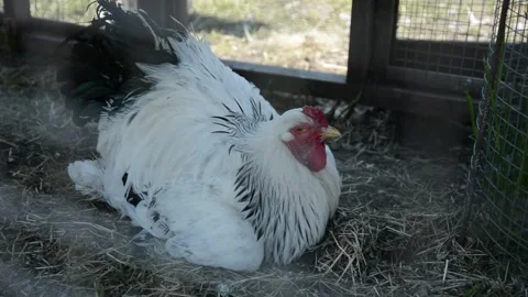 A large white and black rooster rests calmly on dry hay inside a poultry coop Vídeo Stock 343297996