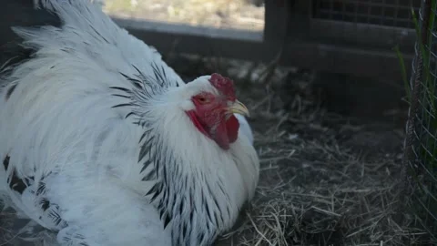 A large white and black rooster rests calmly on dry hay inside a poultry coop Video stock 343298021