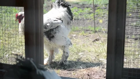 A large white and black rooster walks through an outdoor poultry enclosure 스톡 동영상 343298043