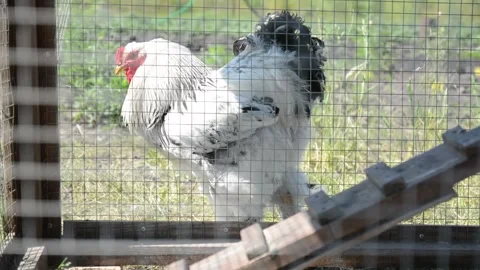 A large white and black rooster walks through an outdoor poultry enclosure 動画素材 343298060