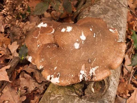 Large white and brown bracket fungus fungi growing on dead tree stump autumn Stock Photos