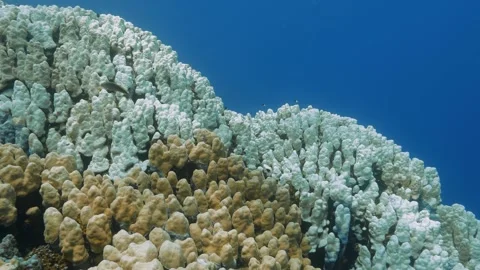 Large white and brown corals, Bleaching Porites coral reefs, closeup underwater. Stock Footage 290789211