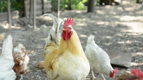 A large white and cream rooster stands outdoors in a farm enclosure Vídeo Stock 343344986