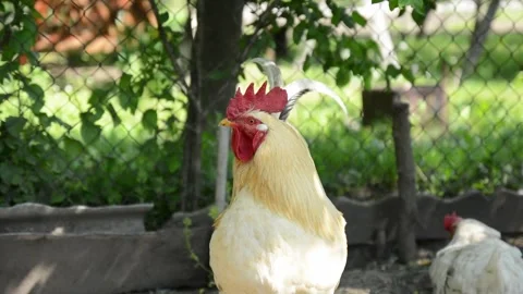 A large white and cream rooster stands outdoors in a farm enclosure Stock Footage 343345266