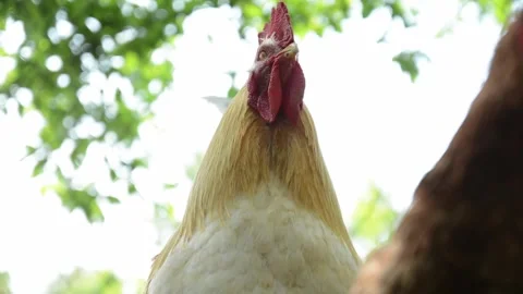 A large white and cream rooster stands outdoors in a farm enclosure 스톡 동영상 343383043