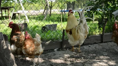 A large white and cream rooster stands outdoors in a farm enclosure Видео 343383145