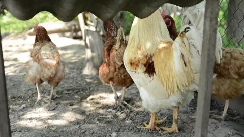 A large white and cream rooster stands outdoors in a farm enclosure Stock Footage 343383146