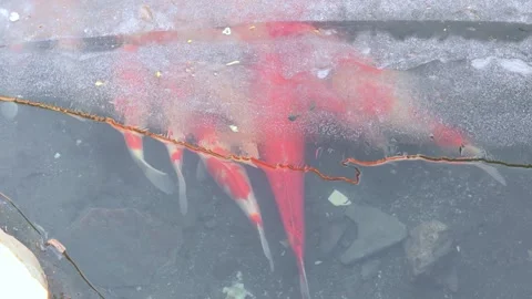 Large white and orange Koi swimming under ice in a pond. Winter. Video stock 328928625