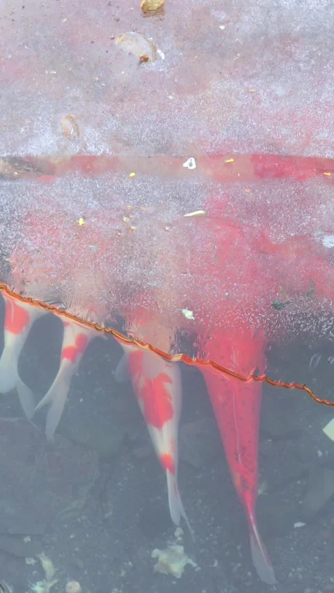 Large white and orange Koi swimming under ice in a pond. Winter. Stock Footage 329409854