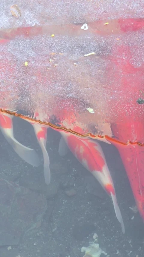 Large white and orange Koi swimming under ice in a pond. Winter. Stock Footage 329599655