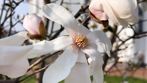 Large white and pink star-shaped magnolia flowers sway in the light breeze. 動画素材 311076791