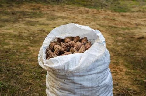 A large white bag with pine cones. Stock Photos