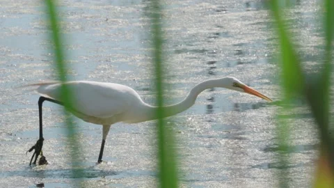 Large White Bird Behind Grass in Lake 動画素材 202675030