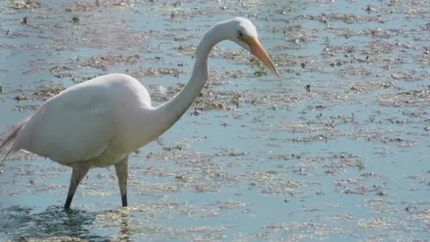 Large White Bird 動画素材 202676079