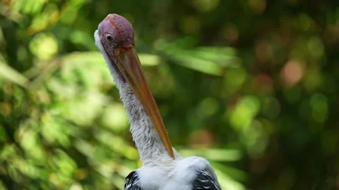 Large white bird with long orange beak standing in green natural environment Stock-Footage 339803607