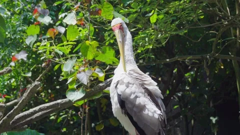 Large white bird perches on tree branch Stock Footage 331438608