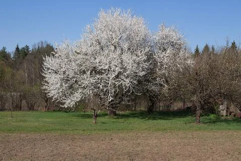A large white-blooming yellow cherry plum tree on the site Stock Photos