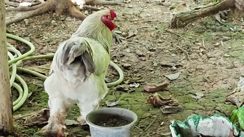 Large White Brahma Rooster Walking on Ground. Stock Footage 340454815