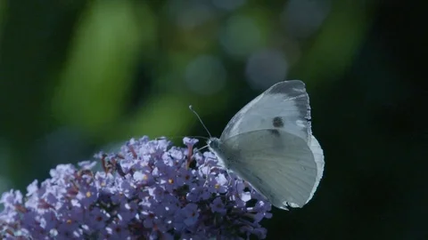 Large White Butterfly on Buddleia Stock-Footage 71823127