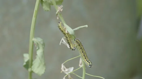 Large White Butterfly caterpillars - pieris brassicae feeding . 4k. Stock Footage 169041809