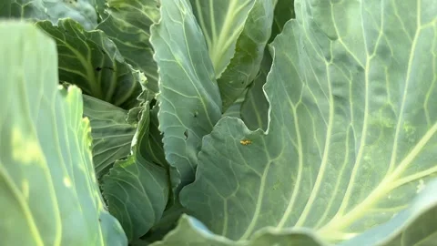 Large White Butterfly eggs on cabbage 스톡 동영상 247440545