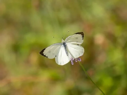 A Large White Butterfly in Flight Stock Photos
