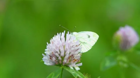 Large white butterfly Stock Footage 41591619