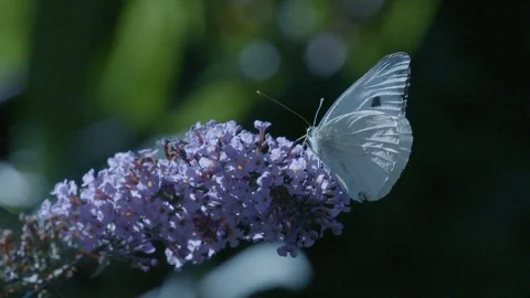 Large White Butterfly Stock Footage 71822693