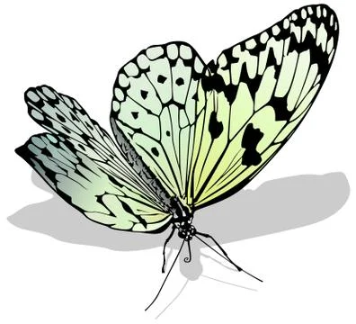 Large White Butterfly Stock Illustration
