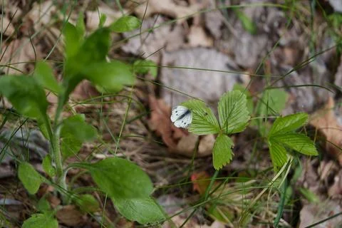 A large white butterfly 스톡 사진