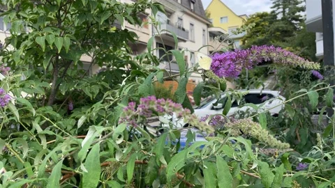 Large white butterfly (Pieris brassicae) sitting on a pink flower in Zurich Stock Footage 208350801