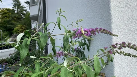 Large white butterfly (Pieris brassicae) sitting on a pink flower in Zurich Stock Footage 208350812