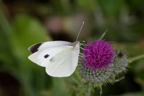 Large White BUTTERFLY ON THISTLE FLOWER Stock Photos