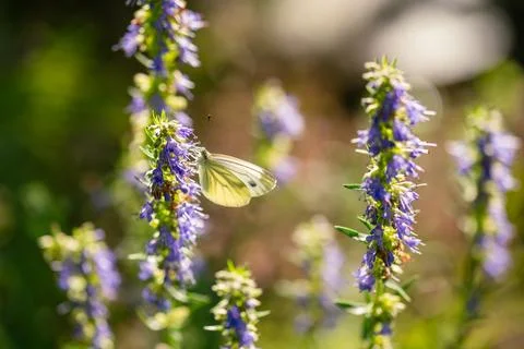 Large White Cabbage Butterfly Stock Photos