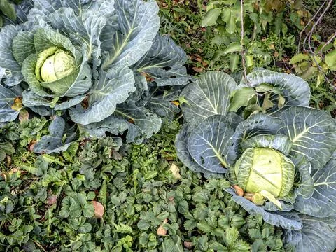 Large white cabbage grows in the garden Stock Photos