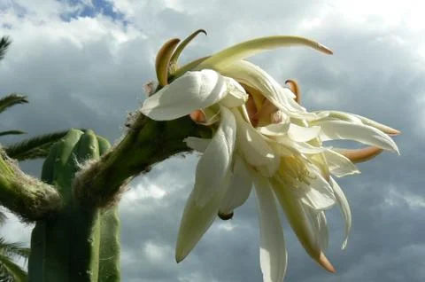 Large white cactus flower with cloudy blue sky in background Stock Photos