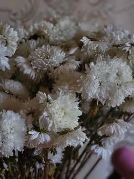 Large white chrysanthemums on a dark background Stock Photos