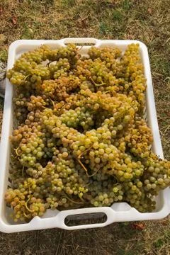 A large white container filled with white grapes from a harvest in the vineyard Stock Photos