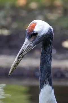 Large white crane with red cap eats fish and grain, photo taken in Kushiro Sh Stock Photos