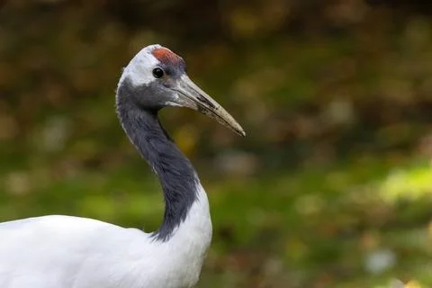 Large white crane with red cap eats fish and grain, photo taken in Kushiro Sh Stock Photos